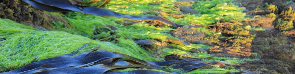 Glony i algi
