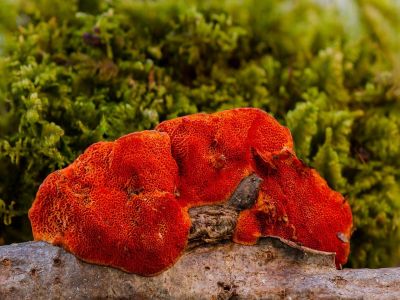 reishi-naglowek
