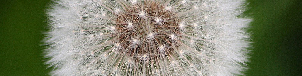 Alergie – przyczyny i naturalne metody leczenia