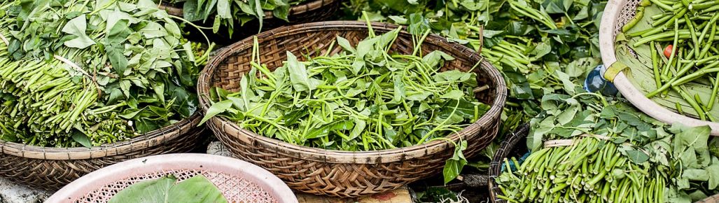 Chlorofil – Naturalny lek na wiele chorób