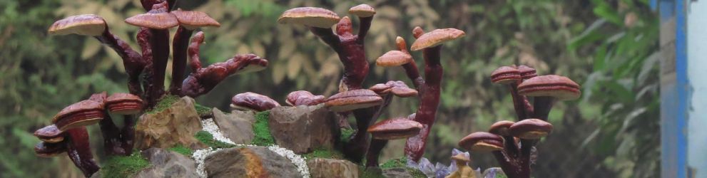 Nowotwory – przyczyny i naturalne metody leczenia i zapobiegania