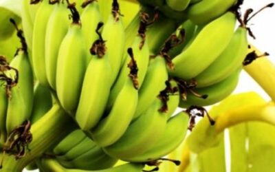 Zaparcia – przyczyny i naturalne metody leczenia