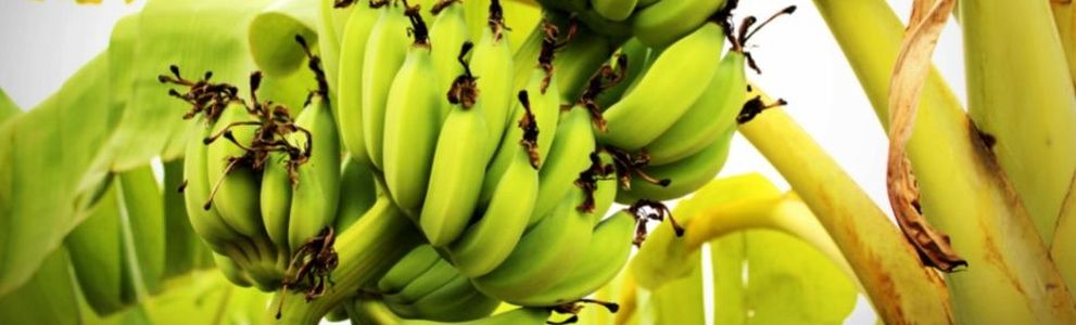 Zaparcia – przyczyny i naturalne metody leczenia